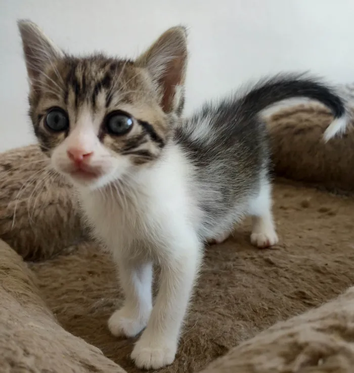 Gato ra a SRD-ViraLata idade 2 a 6 meses nome Tigradinho