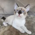Bicolor