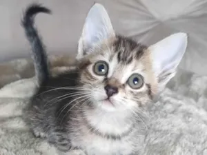 Gato raça SRD-ViraLata idade 2 a 6 meses nome Tigradinha