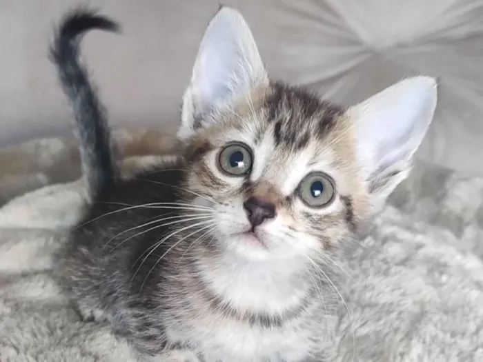 Gato ra a SRD-ViraLata idade 2 a 6 meses nome Tigradinha
