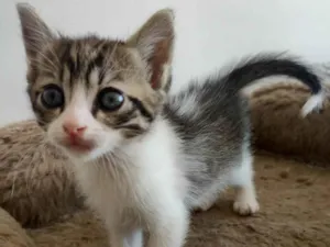 Gato raça SRD-ViraLata idade 2 a 6 meses nome Tigradinho