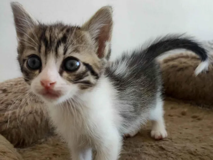 Gato ra a SRD-ViraLata idade 2 a 6 meses nome Tigradinho