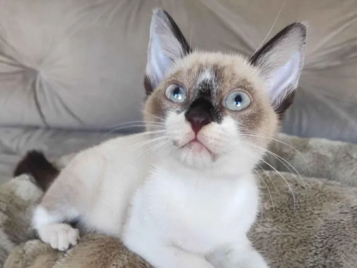 Gato ra a SRD-ViraLata idade 2 a 6 meses nome Bicolor