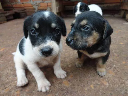 Cachorro ra a SRD-ViraLata idade Abaixo de 2 meses nome Sem nome