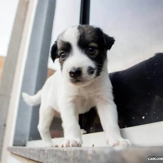 Cachorro ra a SRD-ViraLata idade Abaixo de 2 meses nome Sem nome