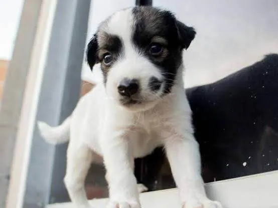 Cachorro ra a SRD-ViraLata idade Abaixo de 2 meses nome Sem nome
