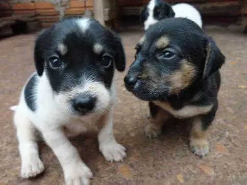 Cachorro ra a SRD-ViraLata idade Abaixo de 2 meses nome Sem nome