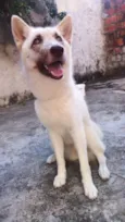 Dandara