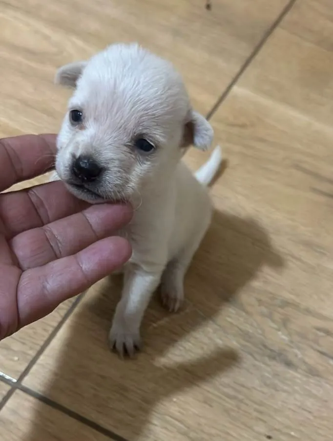 Cachorro ra a SRD-ViraLata idade Abaixo de 2 meses nome Filhotinha de 40 dias 