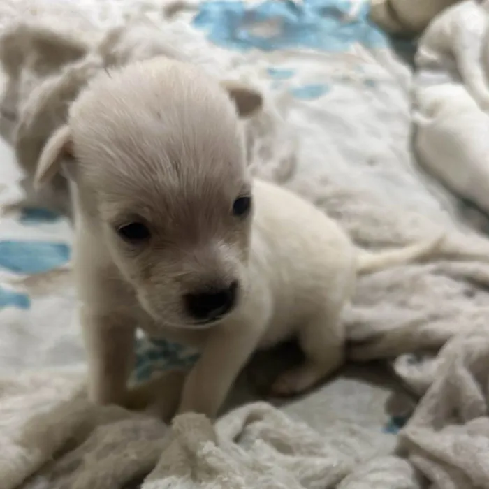 Cachorro ra a SRD-ViraLata idade Abaixo de 2 meses nome Filhotinha de 40 dias 