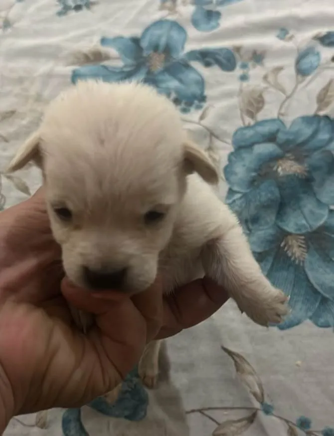 Cachorro ra a SRD-ViraLata idade Abaixo de 2 meses nome Filhotinha de 40 dias 