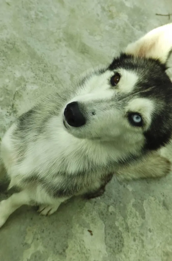 Cachorro ra a Husky siberiano idade 5 anos nome Charlotte 
