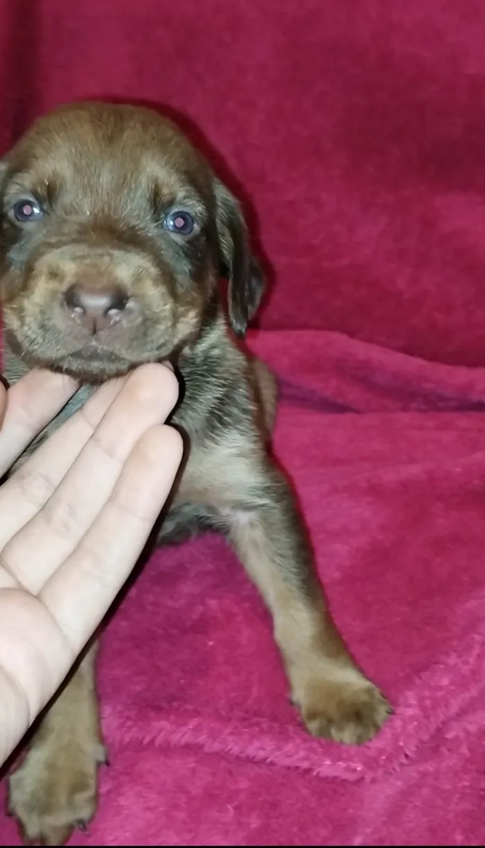 Cachorro ra a Mestiço  idade Abaixo de 2 meses nome Não tem