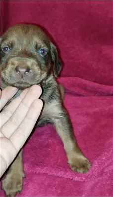 Cachorro raça Mestiço  idade Abaixo de 2 meses nome Não tem