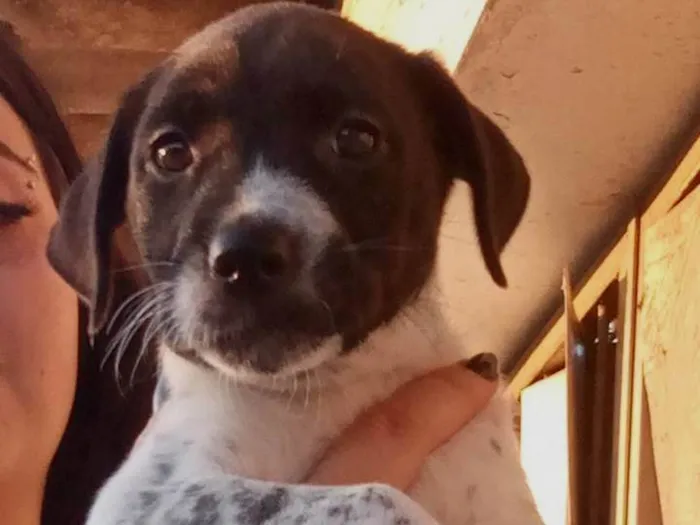 Cachorro ra a SRD-ViraLata idade Abaixo de 2 meses nome N tem nome 