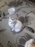 Filhotes da Pompom