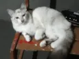 Filhotes da Pompom