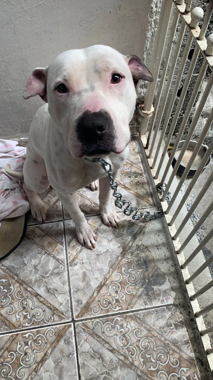 Cachorro ra a Pit-Bull idade 1 ano nome Taliba