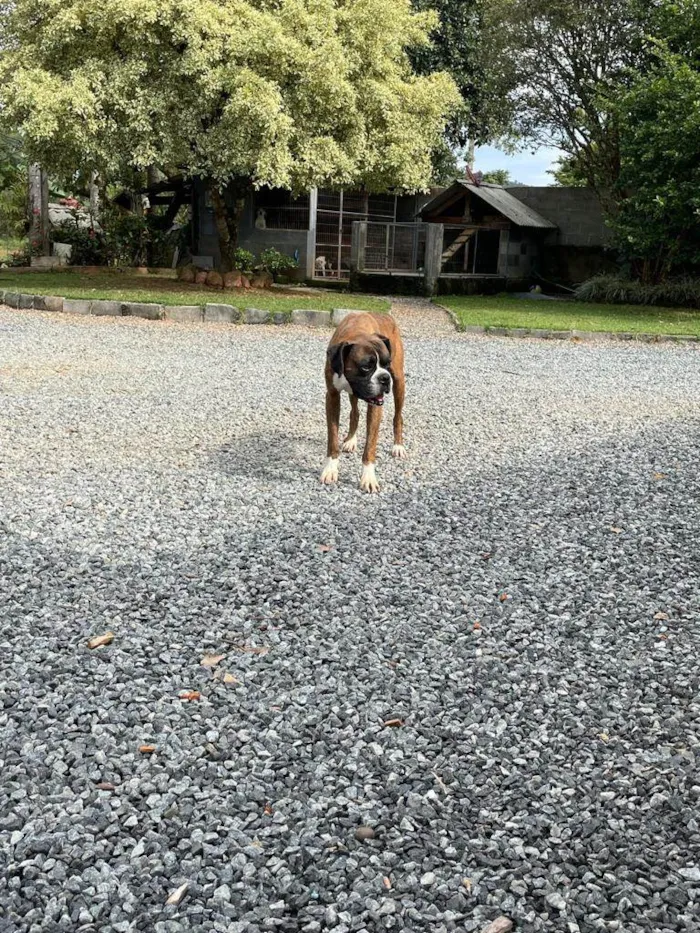 Cachorro ra a Boxer idade 6 ou mais anos nome Tigrão