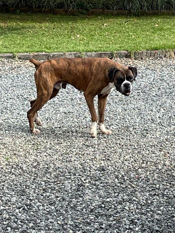 Cachorro ra a Boxer idade 6 ou mais anos nome Tigrão