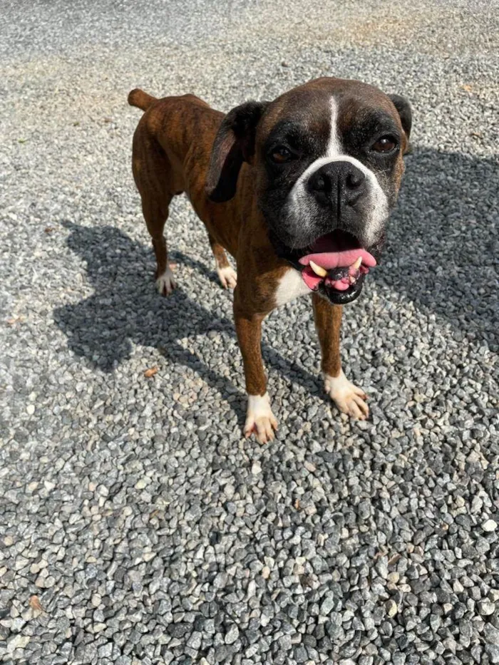 Cachorro ra a Boxer idade 6 ou mais anos nome Tigrão