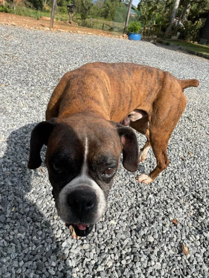 Cachorro ra a Boxer idade 6 ou mais anos nome Tigrão