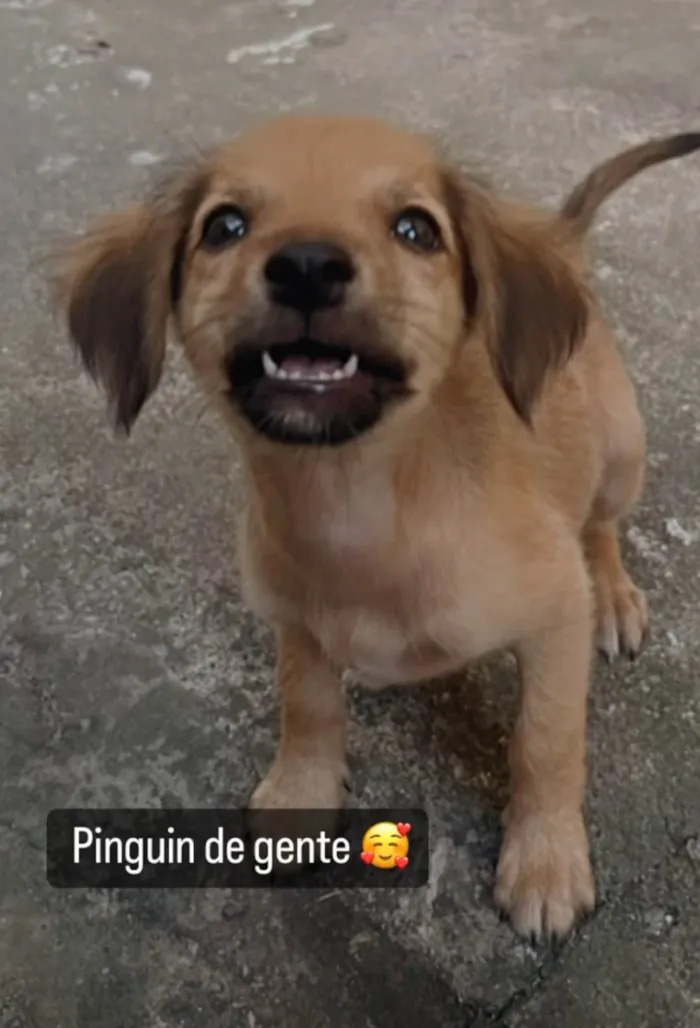 Cachorro ra a SRD-ViraLata idade 2 a 6 meses nome Vicky