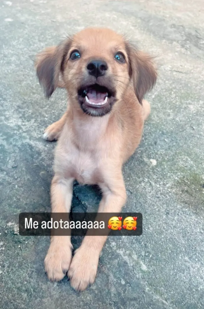 Cachorro ra a SRD-ViraLata idade 2 a 6 meses nome Vicky