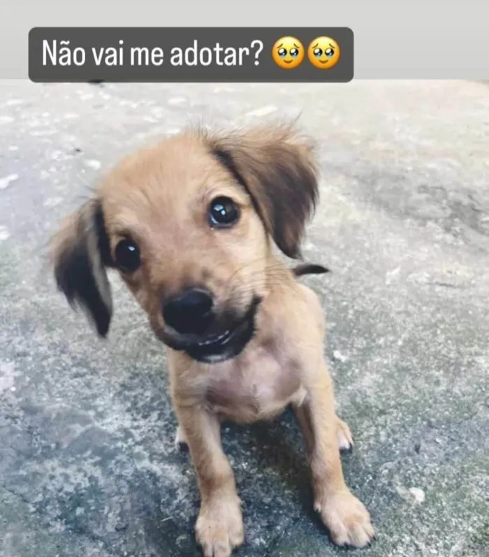 Cachorro ra a SRD-ViraLata idade 2 a 6 meses nome Vicky