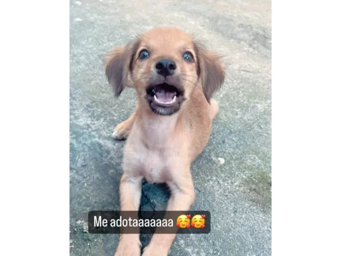Cachorro ra a SRD-ViraLata idade 2 a 6 meses nome Vicky