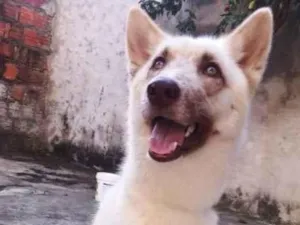 Cachorro raça Husky siberiano idade 2 anos nome Dandara 