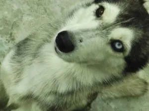 Cachorro raça Husky siberiano idade 5 anos nome Charlotte 