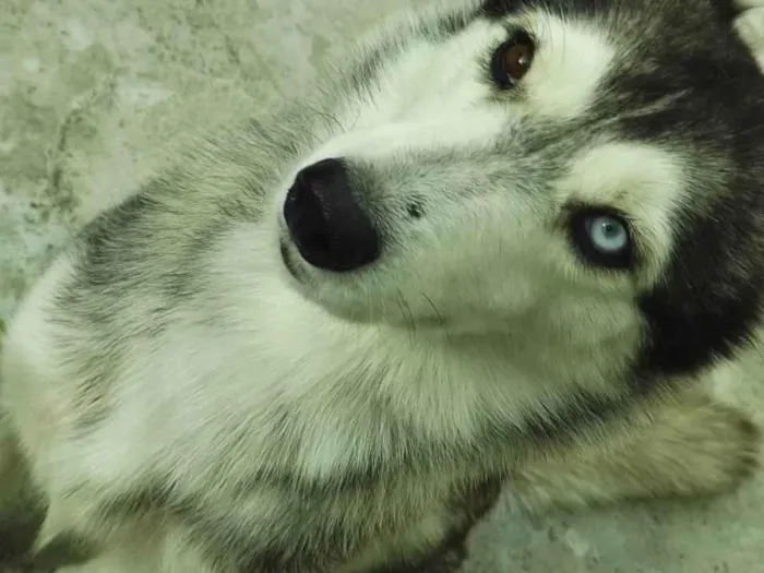 Cachorro ra a Husky siberiano idade 5 anos nome Charlotte 