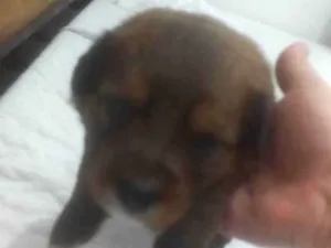Cachorro raça Rottweiler idade Abaixo de 2 meses nome São 3