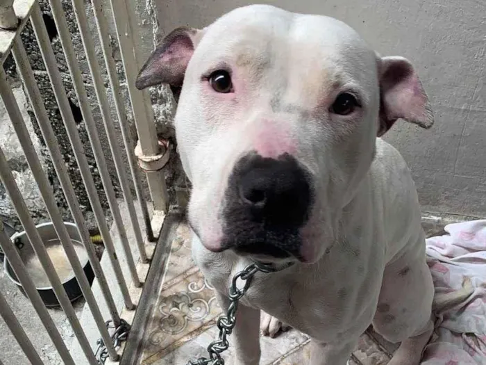 Cachorro ra a Pit-Bull idade 1 ano nome Taliba