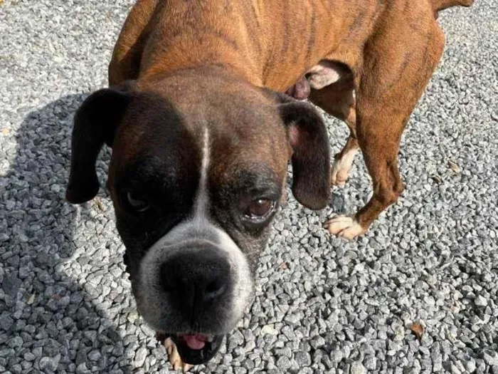 Cachorro ra a Boxer idade 6 ou mais anos nome Tigrão