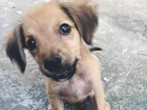 Cachorro raça SRD-ViraLata idade 2 a 6 meses nome Vicky