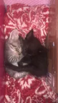 Gatinho