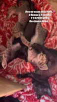 Gatinho