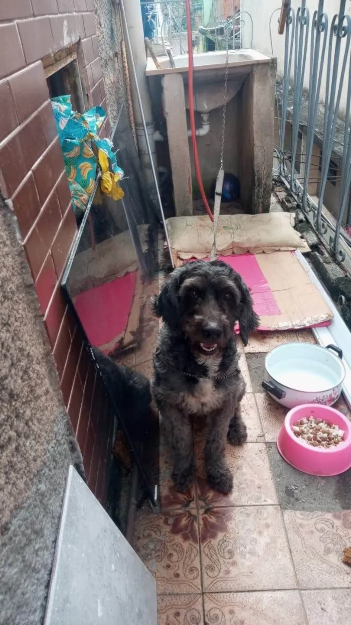 Cachorro ra a Poodle idade 3 anos nome Amora
