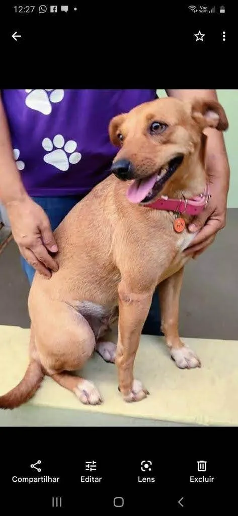 Cachorro ra a SRD-ViraLata idade 2 anos nome Bianca