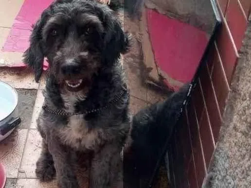 Cachorro ra a Poodle idade 3 anos nome Amora