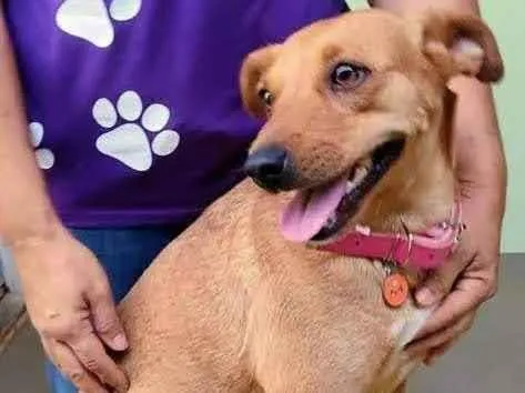 Cachorro ra a SRD-ViraLata idade 2 anos nome Bianca