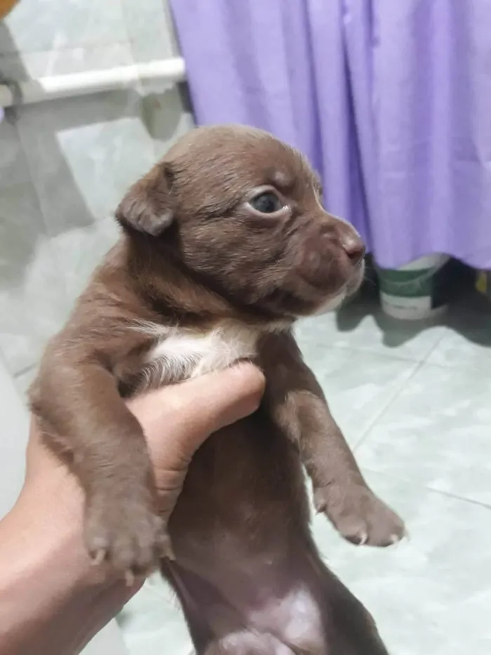 Cachorro ra a SRD-ViraLata idade Abaixo de 2 meses nome Filhotes 30 dias