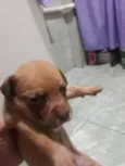 Filhotes 30 dias