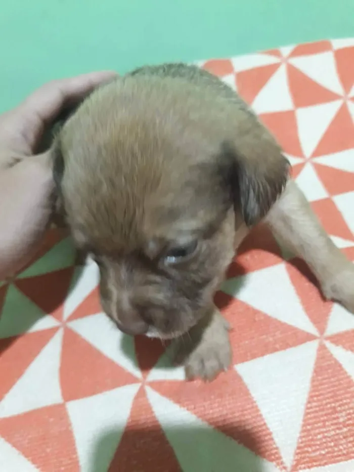 Cachorro ra a SRD-ViraLata idade Abaixo de 2 meses nome Filhotes 30 dias