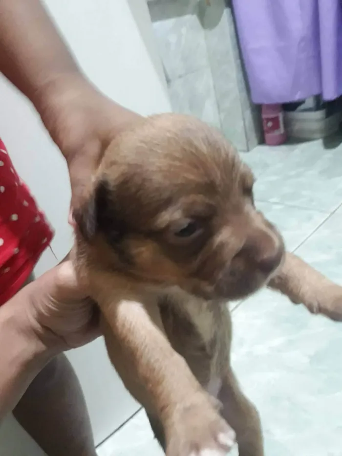 Cachorro ra a SRD-ViraLata idade Abaixo de 2 meses nome Filhotes 30 dias
