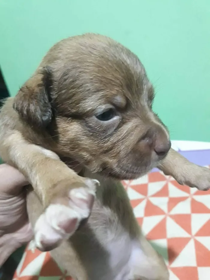 Cachorro ra a SRD-ViraLata idade Abaixo de 2 meses nome Filhotes 30 dias