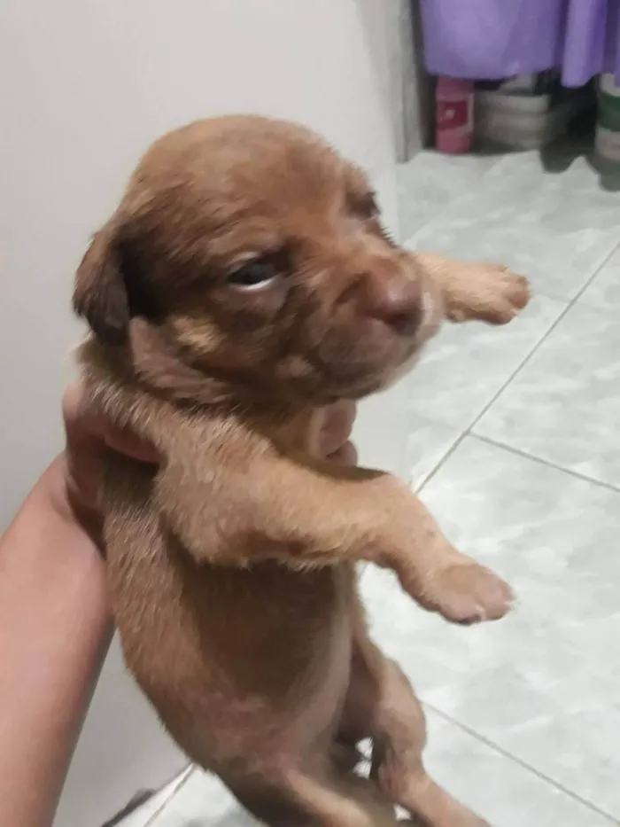 Cachorro ra a SRD-ViraLata idade Abaixo de 2 meses nome Filhotes 30 dias