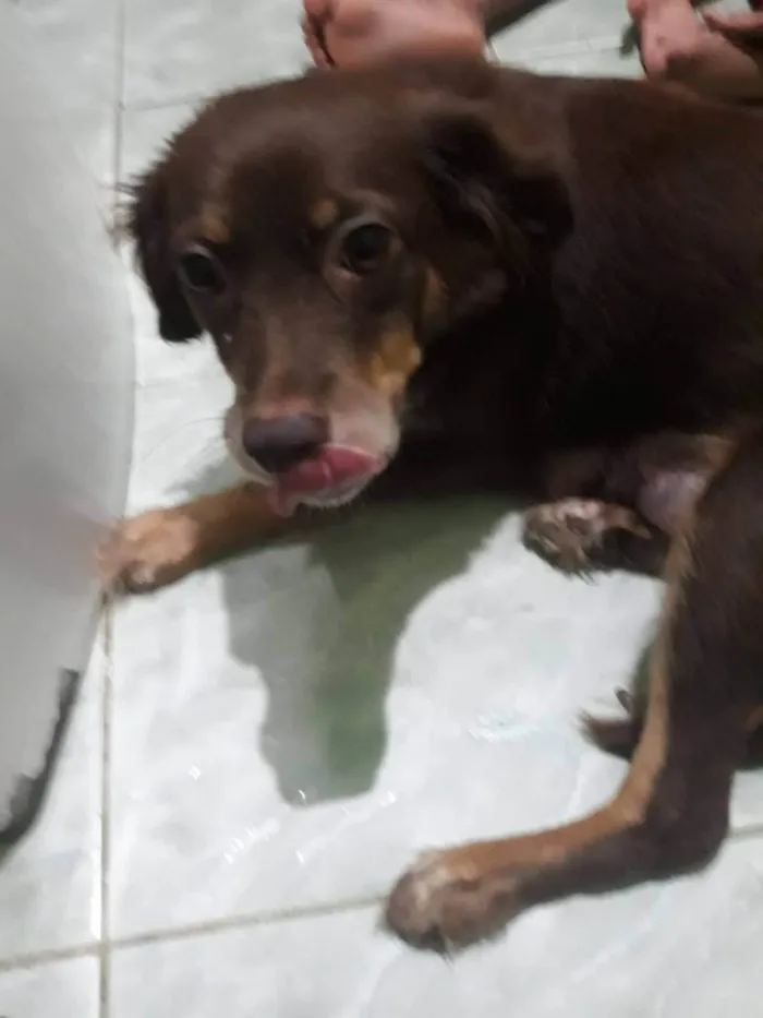 Cachorro ra a SRD-ViraLata idade Abaixo de 2 meses nome Filhotes 30 dias